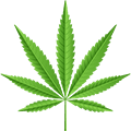 Cannabis