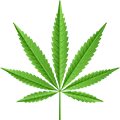 Cannabis
